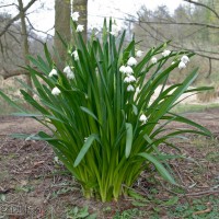 Summer Snowflake